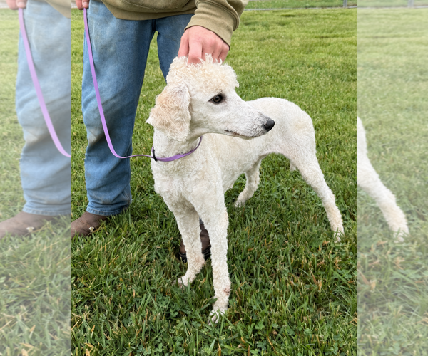 Medium Photo #4 Poodle (Standard)-Unknown Mix Puppy For Sale in Pacolet, SC, USA