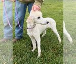 Small #3 Poodle (Standard) Mix
