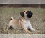 Small #5 Pug