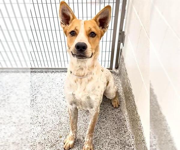 Medium Photo #3 Mutt Puppy For Sale in Houston, TX, USA