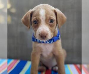 Golden Retriever-Pembroke Welsh Corgi Mix Dogs for adoption in San Diego, CA, USA
