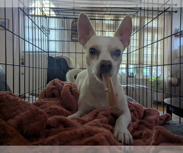 Medium Photo #5 Chihuahua-Unknown Mix Puppy For Sale in Foristell, MO, USA
