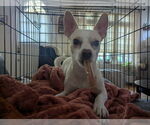 Small #4 Chihuahua Mix