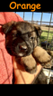 Small Photo #48 German Shepherd Dog Puppy For Sale in BROOKEVILLE, MD, USA