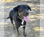 COLLIN - Male Basset Hound-Plott Hound Mix Dog for Adoption - Small photo