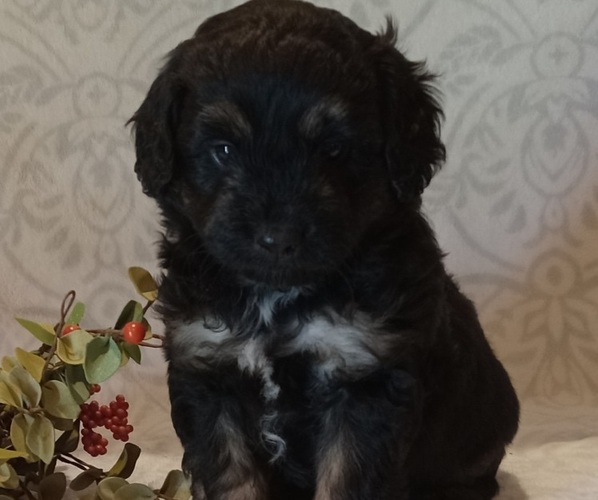 Medium Photo #1 Aussiedoodle Toy Puppy For Sale in MILFORD, IN, USA