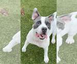 Small #7 American Pit Bull Terrier