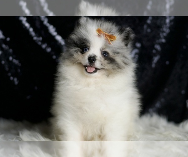 Medium Photo #15 Pomeranian Puppy For Sale in WARSAW, IN, USA