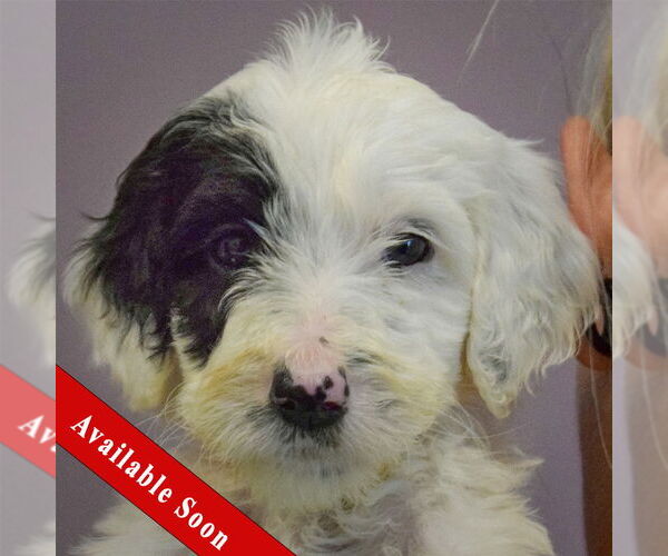 Medium Photo #1 Spaniel-Unknown Mix Puppy For Sale in Huntley, IL, USA