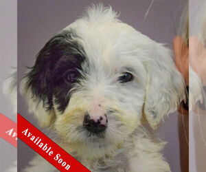 Spaniel-Unknown Mix Dogs for adoption in Huntley, IL, USA