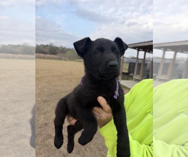 Medium Photo #2 German Shepherd Dog Puppy For Sale in GREENVILLE, NC, USA