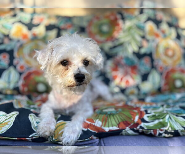 Medium Photo #2 Maltese-Unknown Mix Puppy For Sale in Wheaton, IL, USA