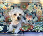 Small #1 Maltese Mix