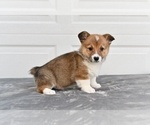 Small #1 Pembroke Welsh Corgi