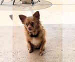 Small #1 Chihuahua Mix