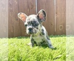 Small Photo #68 French Bulldog Puppy For Sale in DENVER, CO, USA