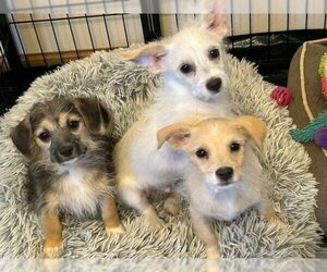 Cheenese Dogs for adoption in Gustine, CA, USA