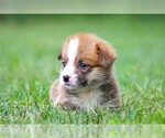 Puppy Claude Pembroke Welsh Corgi