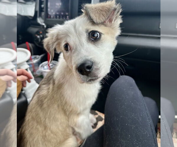 Medium Photo #11 Labrador Retriever-Unknown Mix Puppy For Sale in Brooklyn Center, MN, USA