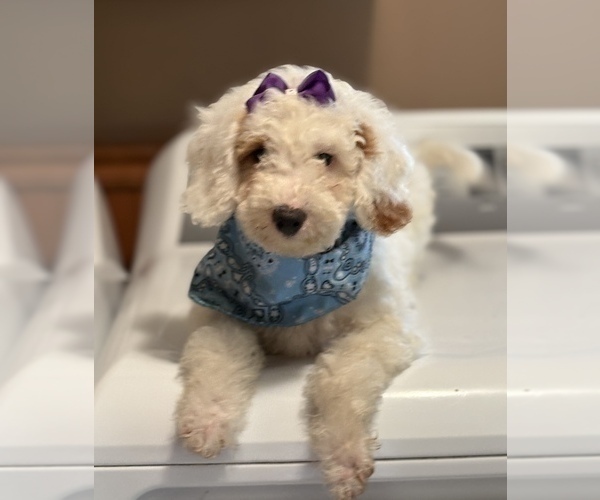 Medium Photo #1 Goldendoodle (Miniature) Puppy For Sale in SAINT MARYS, KS, USA