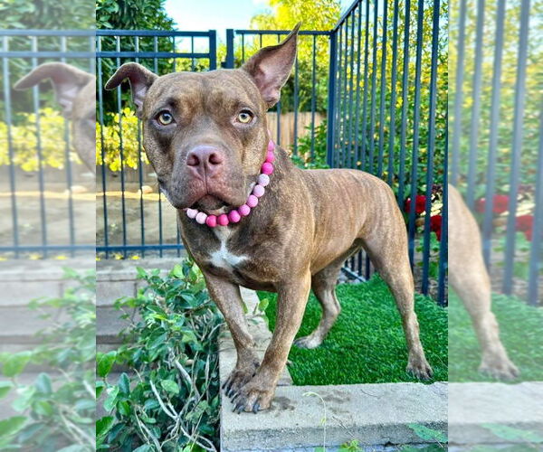 Medium Photo #16 American Pit Bull Terrier-Unknown Mix Puppy For Sale in Redlands, CA, USA