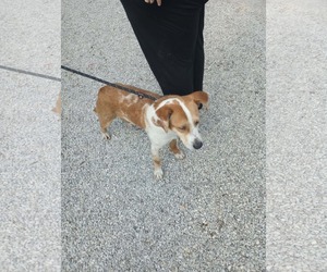 Colonial Cocker Spaniel-Retriever  Mix Dogs for adoption in Frenchburg, KY, USA