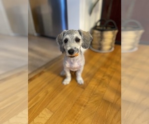 Maltipoo Puppy for sale in CLEVELAND, TN, USA