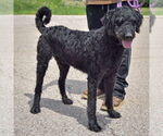 Small #4 Mutt