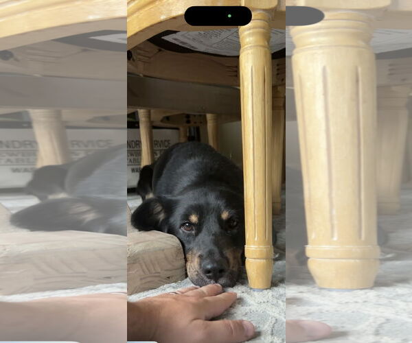 Medium Photo #15 Australian Shepherd-Unknown Mix Puppy For Sale in Sandy, UT, USA