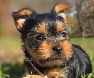 Medium Yorkshire Terrier
