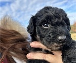 Puppy Ash Aussiedoodle
