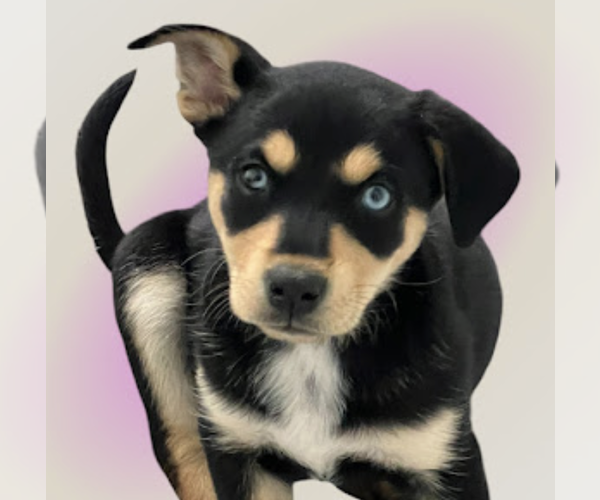 Medium Photo #1 Mutt Puppy For Sale in Rockville, MD, USA