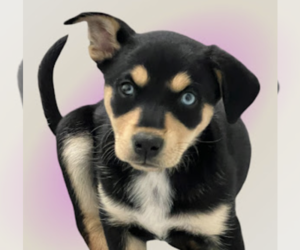 Mutt Dogs for adoption in Rockville, MD, USA