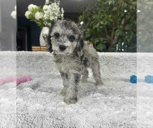 Cavapoo Puppy for sale in GREENFIELD, IN, USA