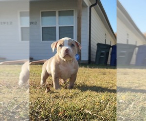 American Bully Puppy for sale in CHATTANOOGA, TN, USA