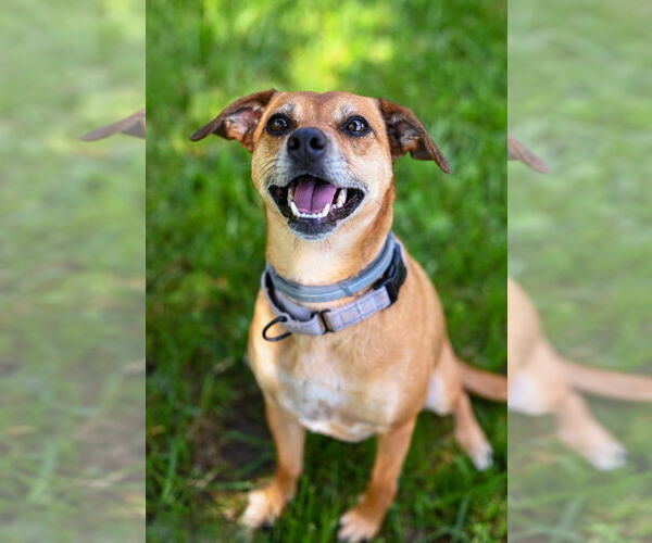 Medium Photo #31 Puggle Puppy For Sale in Gloversville, NY, USA