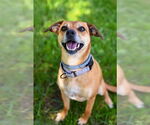 Small #30 Puggle