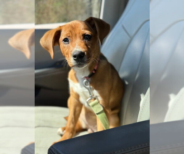 Medium Photo #20 Labrador Retriever-Unknown Mix Puppy For Sale in Brewster, NY, USA