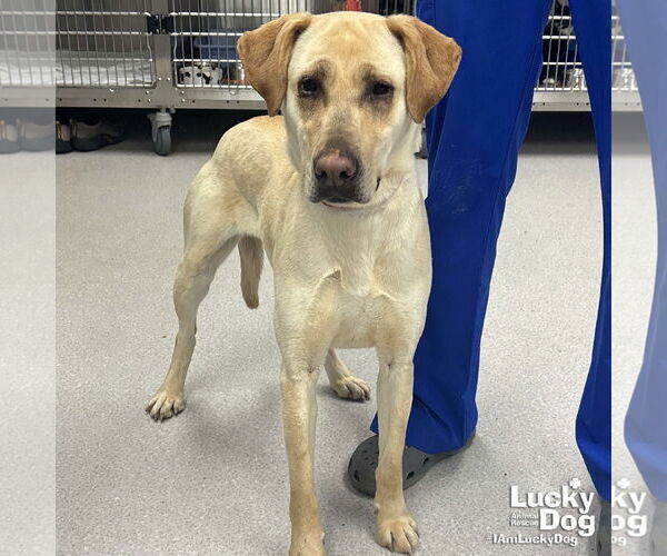Medium Photo #2 Labrador Retriever-Unknown Mix Puppy For Sale in Washington, DC, USA