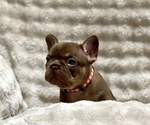 Puppy KItKat French Bulldog