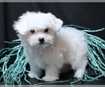 Small #2 Maltese