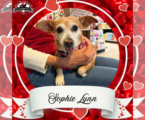 Medium Photo #4 Chiweenie Puppy For Sale in San Antonio, TX, USA