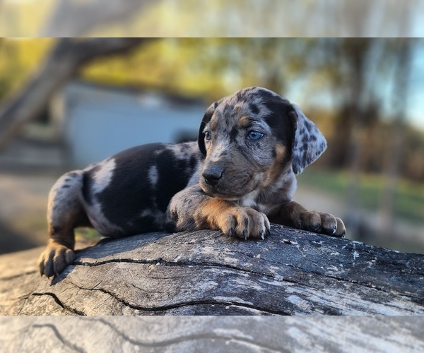 Medium Photo #11 Catahoula Leopard Dog Puppy For Sale in CUMBY, TX, USA