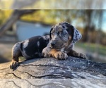 Small #10 Catahoula Leopard Dog