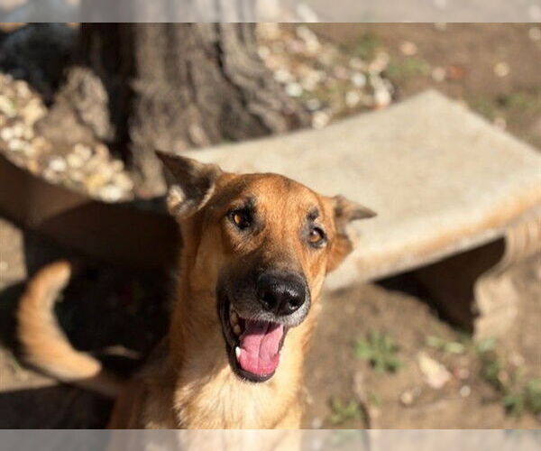 Medium Photo #3 German Shepherd Dog-Unknown Mix Puppy For Sale in Tulsa, OK, USA