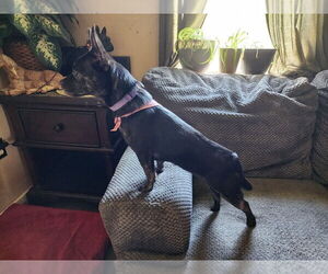 Medium French Bullhuahua