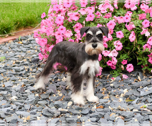 Schnauzer (Miniature) Puppy for sale in SYRACUSE, IN, USA
