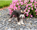 Image preview for Ad Listing. Nickname: June