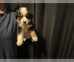 Puppy Milo Australian Shepherd