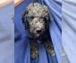 Puppy Iris Goldendoodle